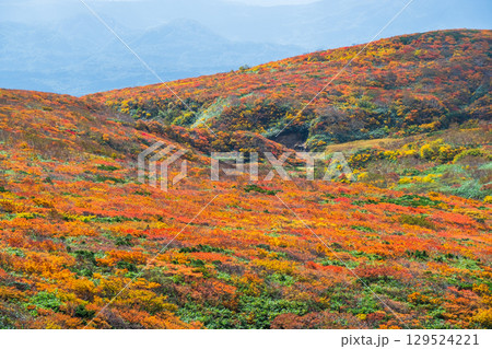 栗駒山の紅葉 129524221