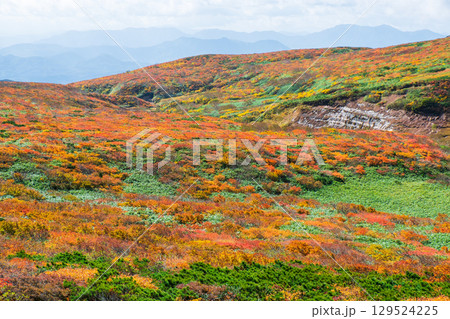 栗駒山の紅葉 栗駒山の紅葉 129524225