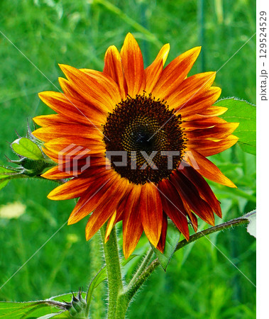 上野ファーム　北海道 129524529