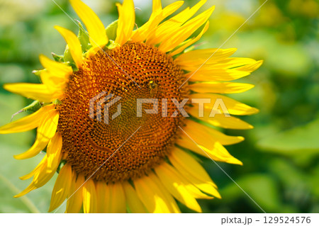 大きなひまわり 129524576