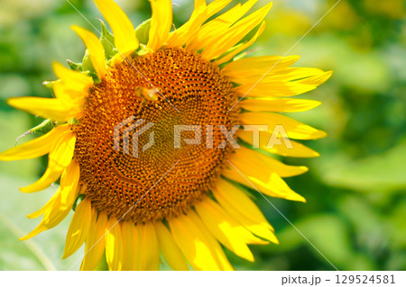 大きなひまわり 129524581