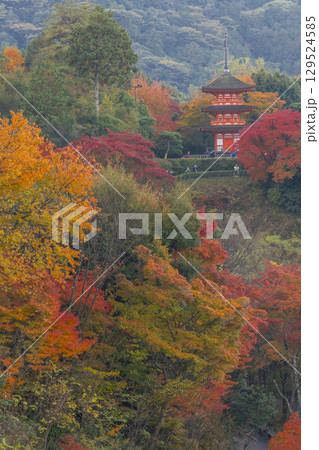 秋の清水寺 紅葉に包まれた子安塔 秋の清水寺 紅葉に包まれた子安塔 129524585