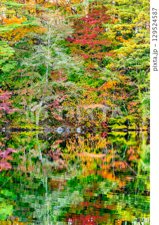 福島・裏磐梯 紅葉に染まる五色沼 柳沼 福島・裏磐梯 紅葉に染まる五色沼 柳沼 129524587