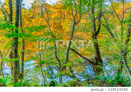 福島・裏磐梯 紅葉に染まる五色沼　柳沼 129524590