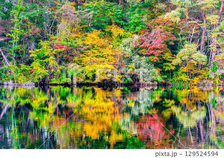 福島・裏磐梯 紅葉に染まる五色沼　柳沼 129524594