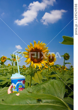 夏の青空に咲くひまわり 夏の青空に咲くひまわり 129524598