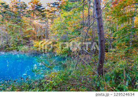 福島・裏磐梯 紅葉に染まる五色沼　青沼 129524634