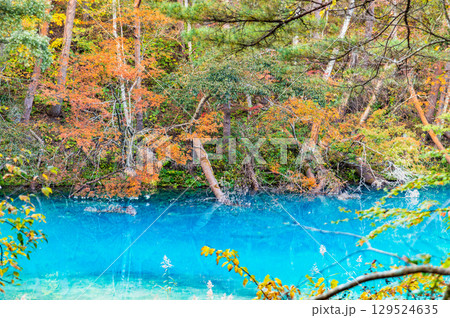 福島・裏磐梯 紅葉に染まる五色沼　青沼 129524635