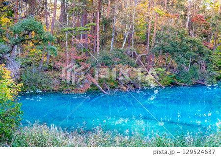 福島・裏磐梯 紅葉に染まる五色沼　青沼 129524637