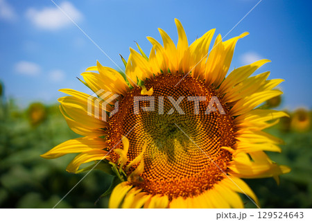 真夏のひまわり 129524643
