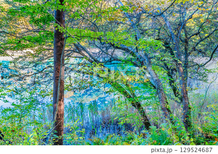 福島・裏磐梯 紅葉に染まる五色沼　るり沼 129524687