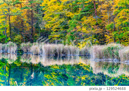 福島・裏磐梯 紅葉に染まる五色沼　るり沼 129524688