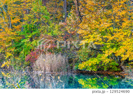 福島・裏磐梯 紅葉に染まる五色沼　るり沼 129524690