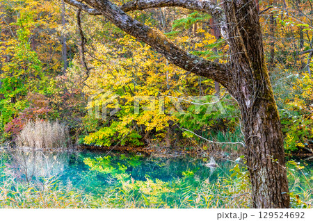 福島・裏磐梯 紅葉に染まる五色沼　るり沼 129524692