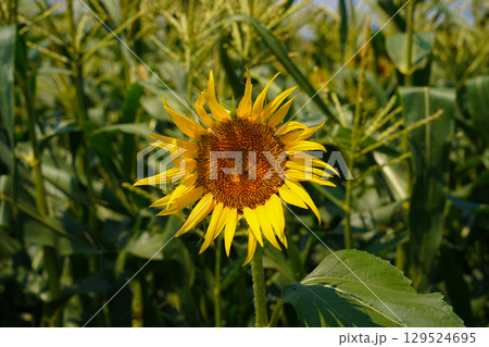 夏の花のある風景 夏の花のある風景 129524695