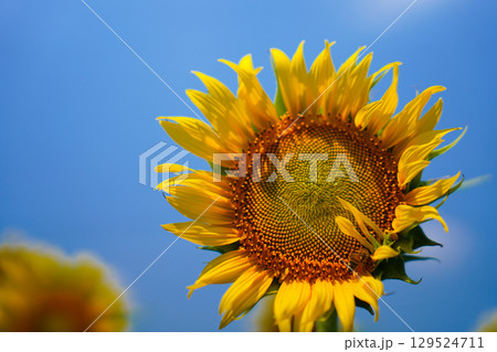 青空に映えるヒマワリ 129524711