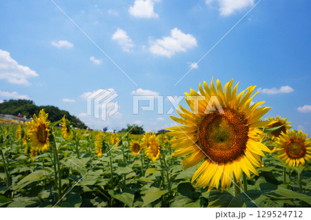 ひまわり畑に咲く大きなひまわり青空と雲 ひまわり畑に咲く大きなひまわり青空と雲 129524712