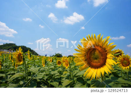 ひまわり畑に咲く大きなひまわり青空と雲 129524713