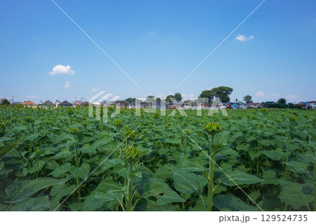 広がる畑 広がる畑 129524735