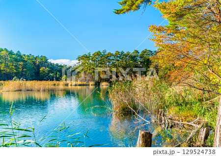 福島・裏磐梯 紅葉に染まる五色沼 弁天沼 福島・裏磐梯 紅葉に染まる五色沼 弁天沼 129524738