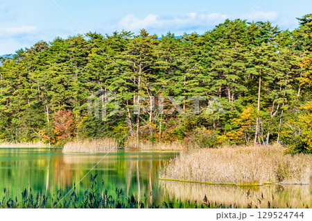 福島・裏磐梯 紅葉に染まる五色沼 弁天沼 福島・裏磐梯 紅葉に染まる五色沼 弁天沼 129524744