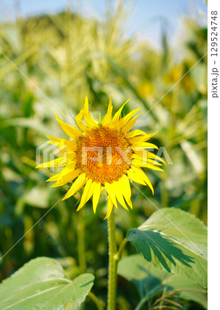 夏の花といえば黄色いヒマワリ 129524748