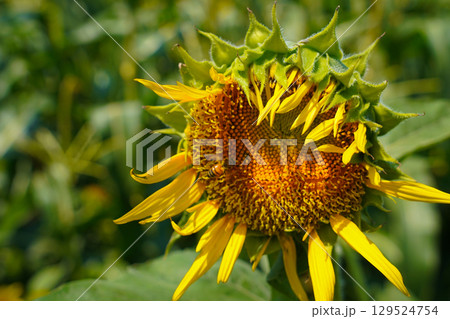 ヒマワリ畑のヒマワリの蜂がいる黄色い花をアップで撮影した写真 ヒマワリ畑のヒマワリの蜂がいる黄色い花をアップで撮影した写真 129524754