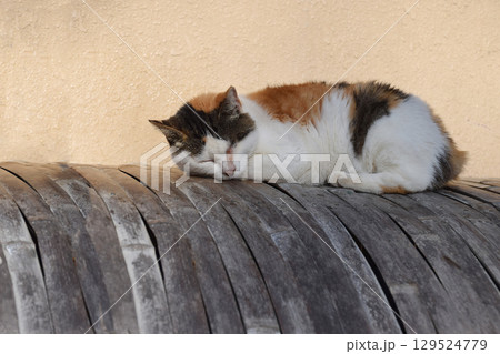A portrait of a cat, sleeping cat / ネコの寝顔,眠り猫 A portrait of a cat, sleeping cat / ネコの寝顔,眠り猫 129524779