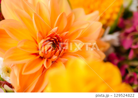 Selective focus Bush of autumnal orange red chrysanthemums and violet dahlia hydrangea. Fall garden beautiful flowers bouquet background. Blooming blossom thanksgiving day arrangement basket Selective focus Bush of autumnal orange red chrysanthemums and violet dahlia hydrangea. Fall garden beautiful flowers bouquet background. Blooming blossom thanksgiving day arrangement basket 129524822