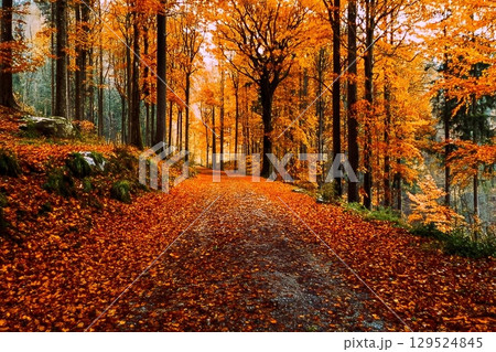 Autumn forest road in autumn leaves background 129524845