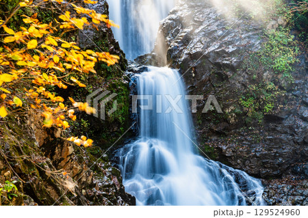 山形　逆光に輝く白布大滝　 129524960