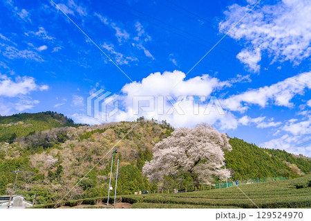静岡県島田市川根町　茶畑の中の樹齢300年の一本桜　牛代のみずめ桜 129524970