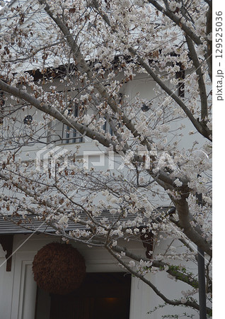 Sugidama,sake brewery 軒先に杉玉が飾られている老舗の酒蔵の玄関先~春の風物詩 Sugidama,sake brewery 軒先に杉玉が飾られている老舗の酒蔵の玄関先~春の風物詩 129525036