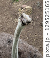 首をかしげるダチョウ 129525165