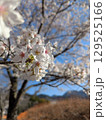 4月の桜 129525166