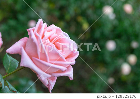 バラ園・薄ピンクのバラ 129525176
