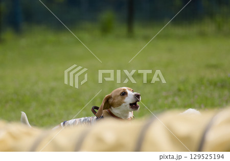 驚くビーグル犬 129525194