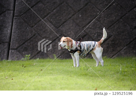 横向きのビーグル犬 129525196