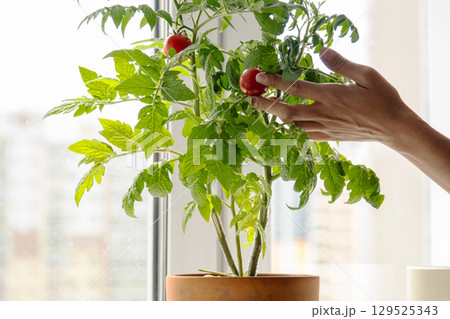 Female hand touching red tomato on green plant. Home gardening with fresh vegetable. Female hand touching red tomato on green plant. Home gardening with fresh vegetable. 129525343