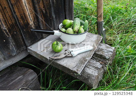 Freshly picked green tomatoes and cucumbers in a pot with pruning shears on wooden plank. Freshly picked green tomatoes and cucumbers in a pot with pruning shears on wooden plank. 129525348