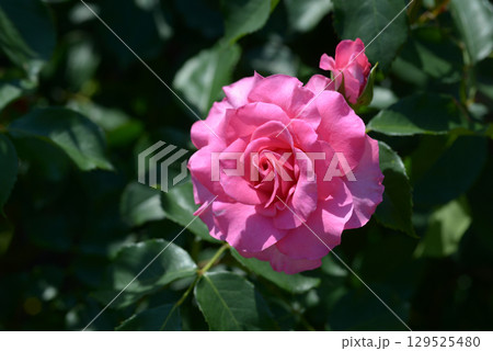 うらら　バラの花 129525480