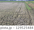 水不足の水田 129525484