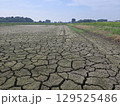 水不足の水田 129525486