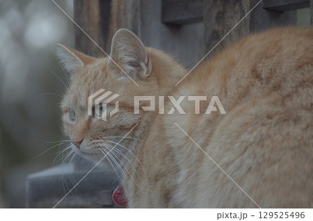 Cat's perspective / 猫の目線，ネコの視線(茶トラねこ，飼い猫)	 129525496