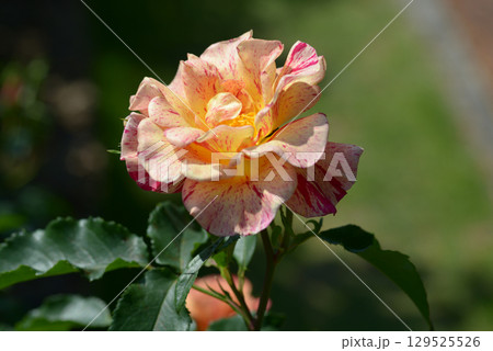 エドガードガ　バラの花 129525526