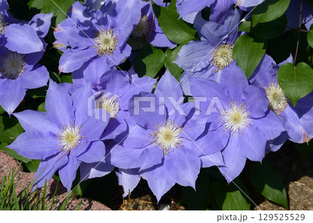 クレマチス 129525529