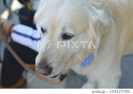 Dog's perspective / 愛犬の目線，いぬの視線(ラブラドールレトリバー，飼いイヌ) 129525700