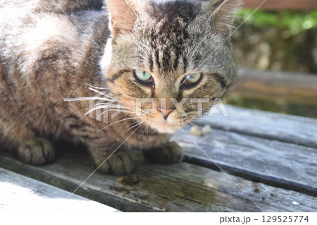 Cat's perspective / 猫の目線,ネコの視線(茶トラねこ,こげ茶,野良猫) Cat's perspective / 猫の目線,ネコの視線(茶トラねこ,こげ茶,野良猫) 129525774