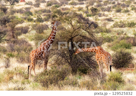 Reticulated Giraffe in the Samburu National Reserve 129525832