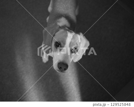 見つめる犬　モノクロ 129525848